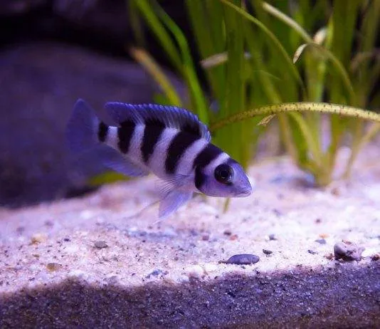 Neolamprologus tretocephalus