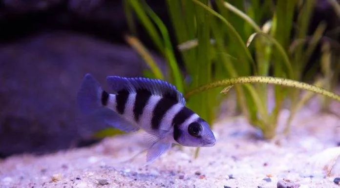 Neolamprologus tretocephalus