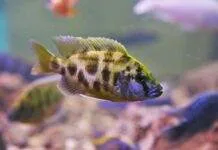 Nimbochromis livingstonii cichlidé