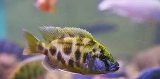 Nimbochromis livingstonii cichlidé