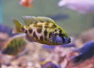 Nimbochromis livingstonii cichlidé