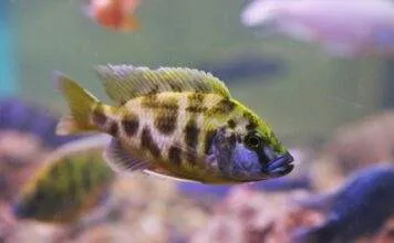 Fiche du poisson Nimbochromis livingstonii Nimbochromis livingstonii cichlidé