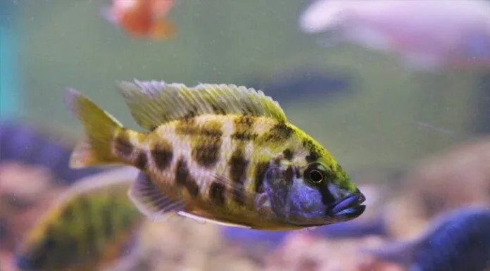 Fiche du poisson Nimbochromis livingstonii Nimbochromis livingstonii cichlidé