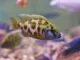 Nimbochromis livingstonii cichlidé