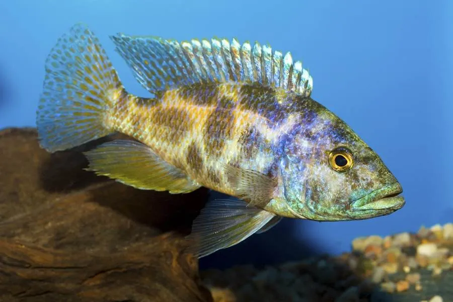 Nimbochromis livingstonii