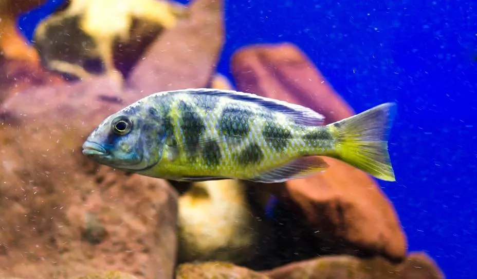 Nimbochromis polystigma