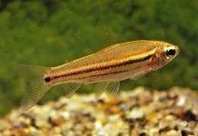Fiche du poisson Neolebias trilineatus Néon africain à trois lignes