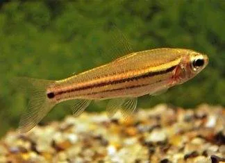 Néon africain à trois lignes 