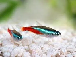 Paracheirodon simulans