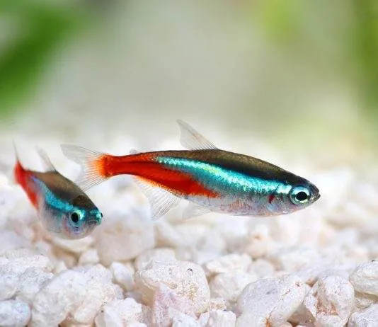 Paracheirodon simulans