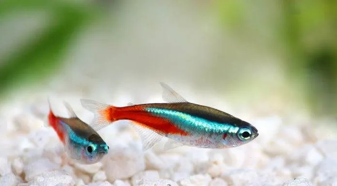 Paracheirodon simulans