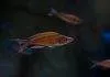 Fiche du poisson Paracyprichromis brieni Paracyprichromis brieni