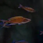 Paracyprichromis brieni