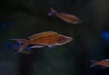 Paracyprichromis brieni