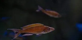 Paracyprichromis brieni