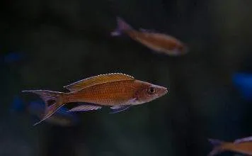 Fiche du poisson Paracyprichromis brieni Paracyprichromis brieni