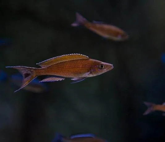 Paracyprichromis brieni