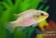 Fiche du poisson Pelvicachromis subocellatus Pelvicachromis subocellatus