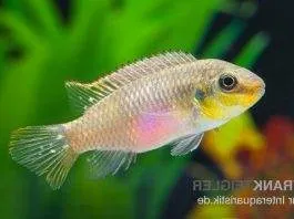 Pelvicachromis subocellatus