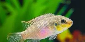 Pelvicachromis subocellatus