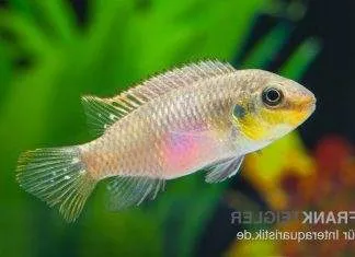 Pelvicachromis subocellatus