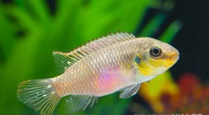 Pelvicachromis subocellatus