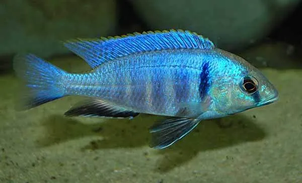 Placidochromis electra
