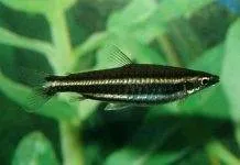 Poisson crayon de Marilyn