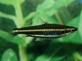 Poisson crayon de Marilyn