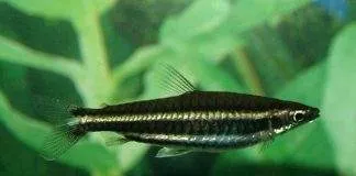 Poisson crayon de Marilyn