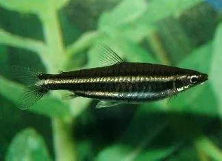 Fiche du poisson Nannostomus marilynae Poisson crayon de Marilyn