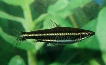 Poisson crayon de Marilyn