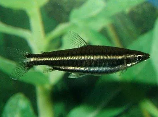 Poisson crayon de Marilyn