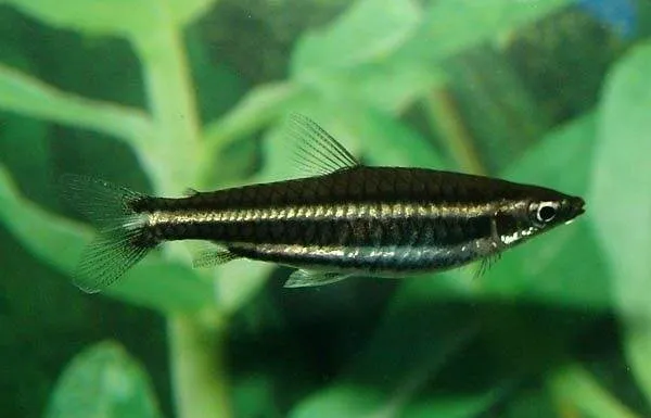 Poisson crayon de Marilyn