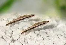 Fiche du poisson Nannostomus unifasciatus Poisson crayon à une bande