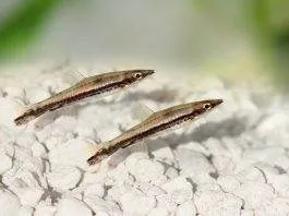 Poisson crayon à une bande