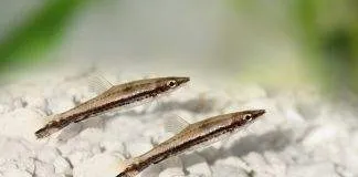 Poisson crayon à une bande