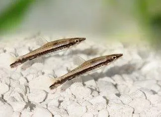 Fiche du poisson Nannostomus unifasciatus Poisson crayon à une bande