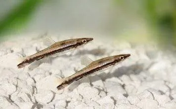 Poisson crayon à une bande