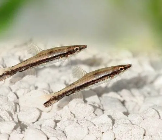 Poisson crayon à une bande
