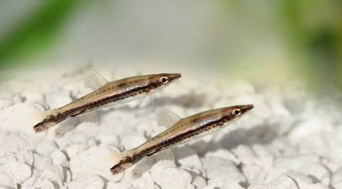 Poisson crayon à une bande