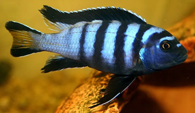 Pseudotropheus elongatus