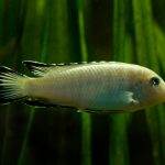 Pseudotropheus socolofi