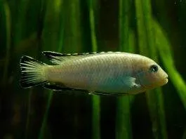 Pseudotropheus socolofi