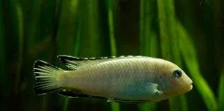Pseudotropheus socolofi