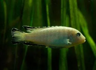 Pseudotropheus socolofi