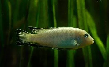 Pseudotropheus socolofi