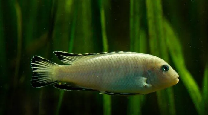 Pseudotropheus socolofi