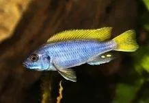 Pseudotropheus sp. acei