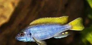 Pseudotropheus sp. acei